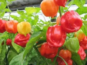 Sweet Habanero Pepper ( Live Plants '3 pot) Capsicum chinense , heirloom - Caribbean garden seed
