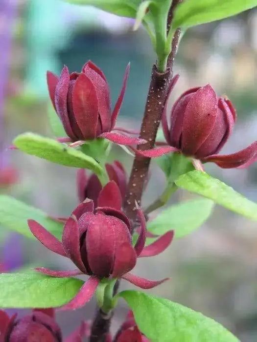 Sweet Shrub,LIVE Plant - Caribbean garden seed