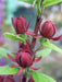 Sweet Shrub,LIVE Plant - Caribbean garden seed