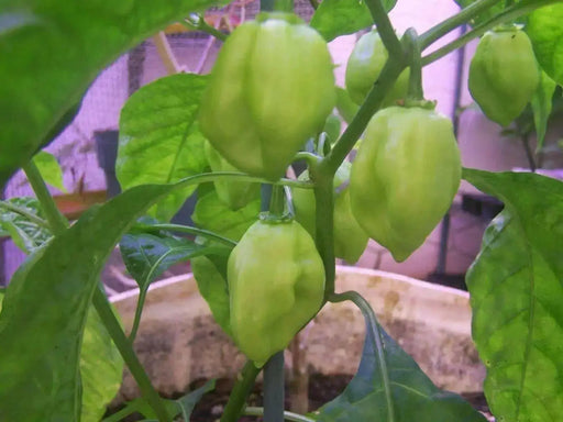 Sweet Habanero Pepper ( Live Plants '3 pot) Capsicum chinense , heirloom - Caribbean garden seed