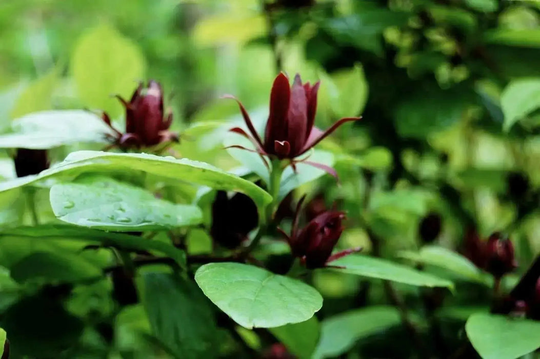 Sweet Shrub,LIVE Plant - Caribbean garden seed