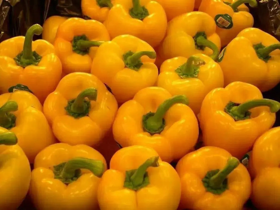 Sweet Pepper seed- Golden Cal Wonder - Capsicum annuum ,garden Vegetable - Caribbean garden seed