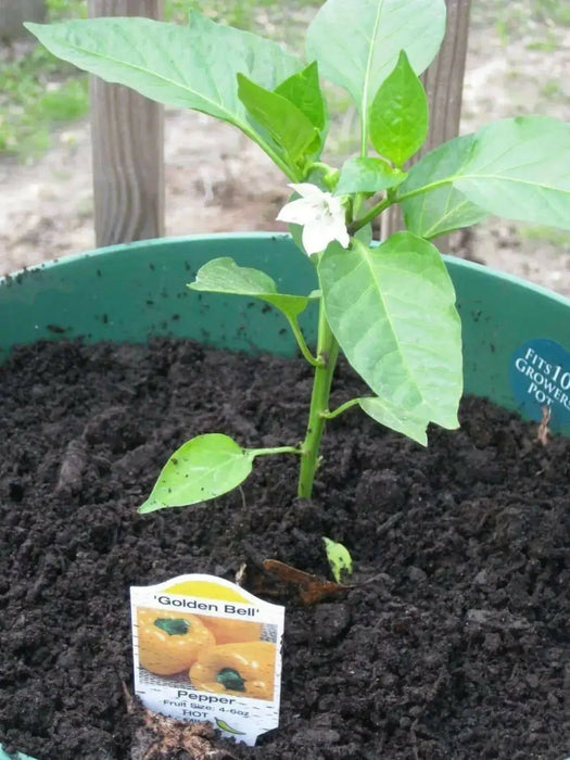 Sweet Pepper seed- Golden Cal Wonder - Capsicum annuum ,garden Vegetable - Caribbean garden seed