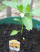 Sweet Pepper seed- Golden Cal Wonder - Capsicum annuum ,garden Vegetable - Caribbean garden seed