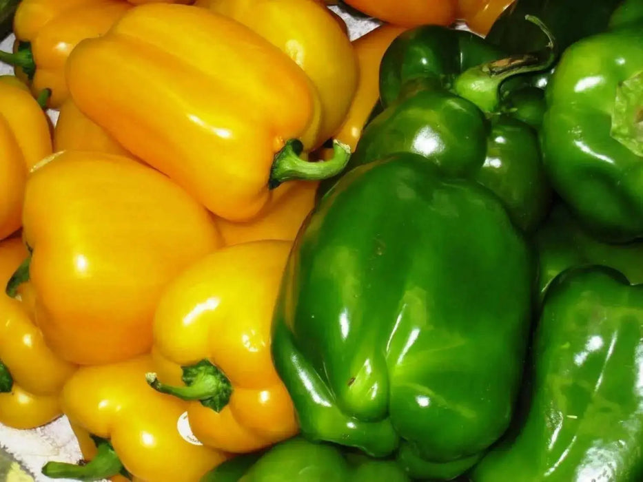 Sweet Pepper seed- Golden Cal Wonder - Capsicum annuum ,garden Vegetable - Caribbean garden seed