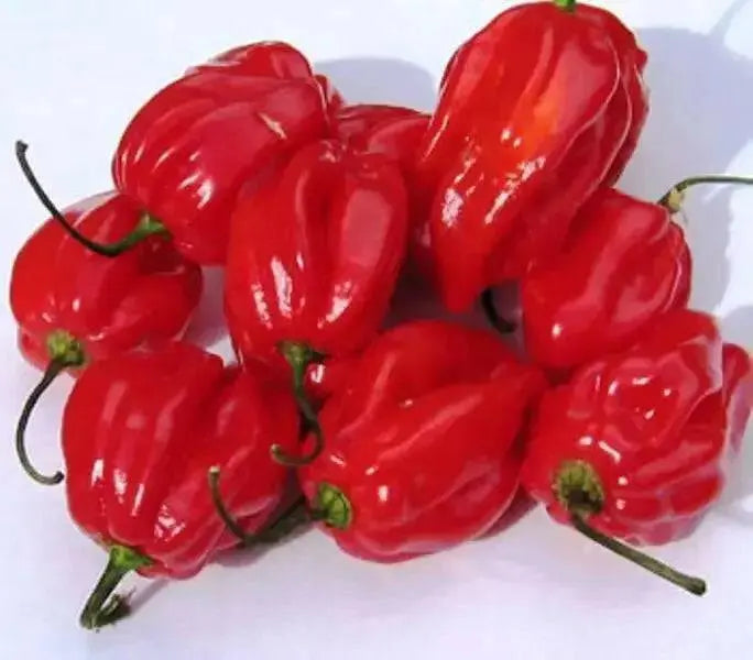 Sweet habanero Pepper-FRESH PODS ,CARIBBEAN PRODUCT, aji cito, Aji Dulce #2 - Caribbean garden seed