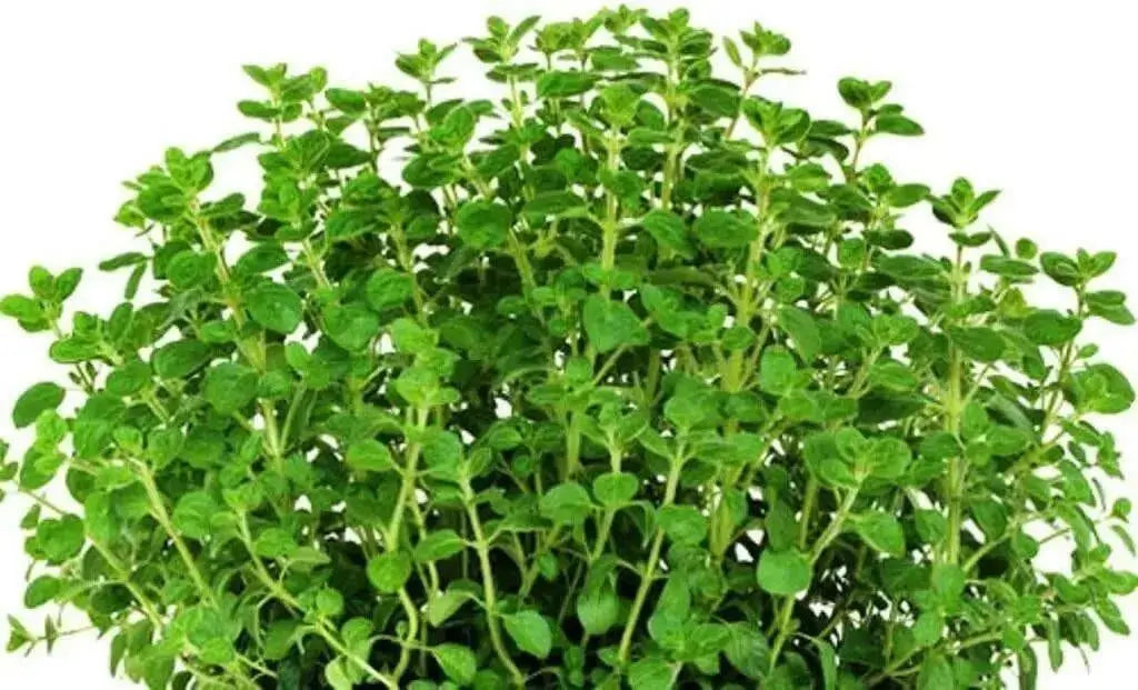 Sweet Marjoram , HERB SEEDS. Perennial - Caribbean garden seed
