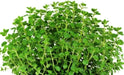Sweet Marjoram , HERB SEEDS. Perennial - Caribbean garden seed