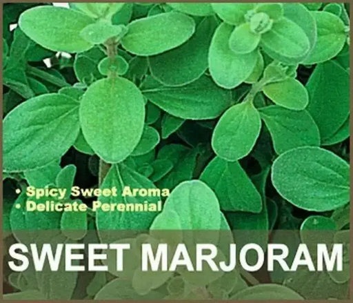 Sweet Marjoram , HERB SEEDS. Perennial - Caribbean garden seed