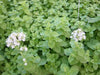 Sweet Marjoram , HERB SEEDS. Perennial - Caribbean garden seed