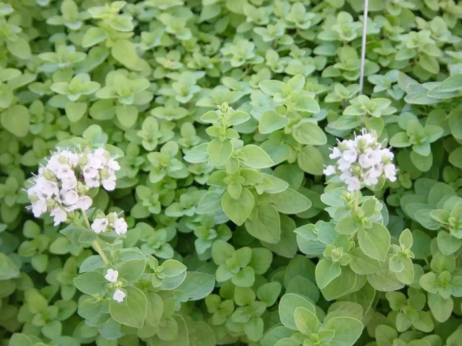 Sweet Marjoram , HERB SEEDS. Perennial - Caribbean garden seed