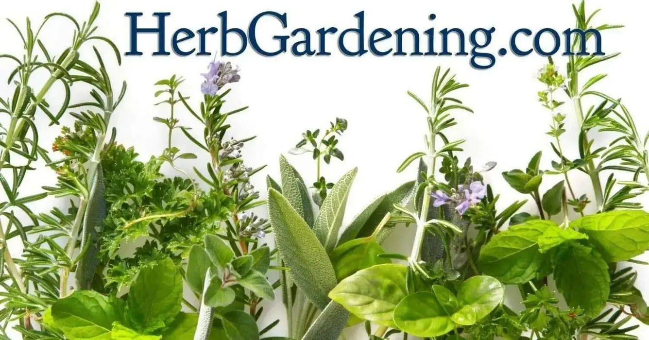 Sweet Marjoram , HERB SEEDS. Perennial - Caribbean garden seed