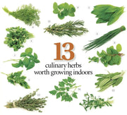 Sweet Marjoram , HERB SEEDS. Perennial - Caribbean garden seed