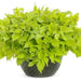 Sweet Potato VINE,Ipomoea Margie (LIVE STARTER PLANT) - Caribbean garden seed