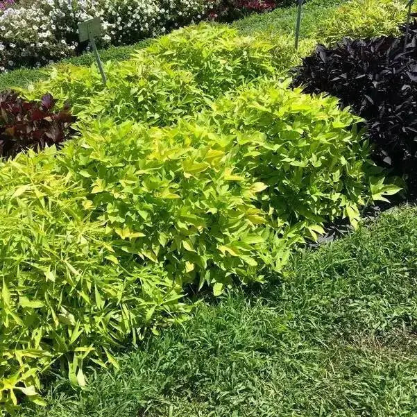 Sweet Potato VINE,Ipomoea Margie (LIVE STARTER PLANT) - Caribbean garden seed