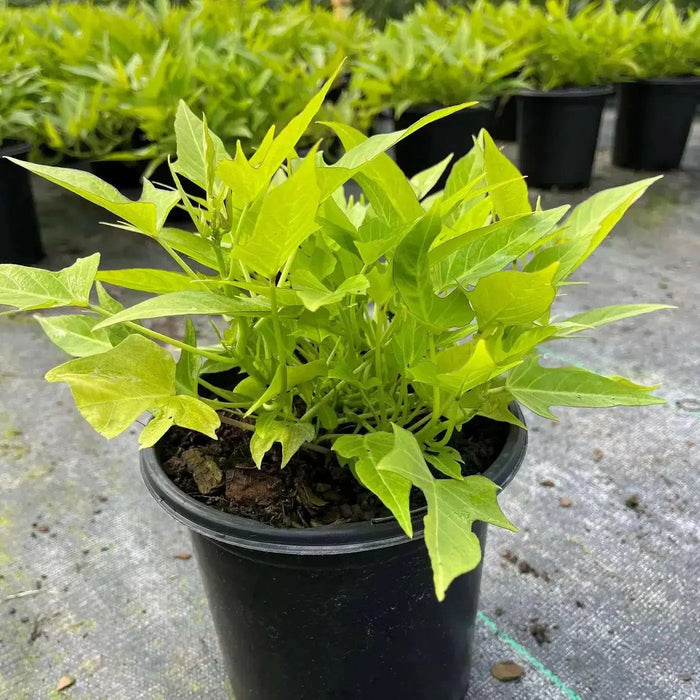 Sweet Potato VINE,Ipomoea Margie (LIVE STARTER PLANT) - Caribbean garden seed