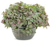 Sweet potato vine ipomoea tricolor,(LIVE STARTER PLANT) - Caribbean garden seed
