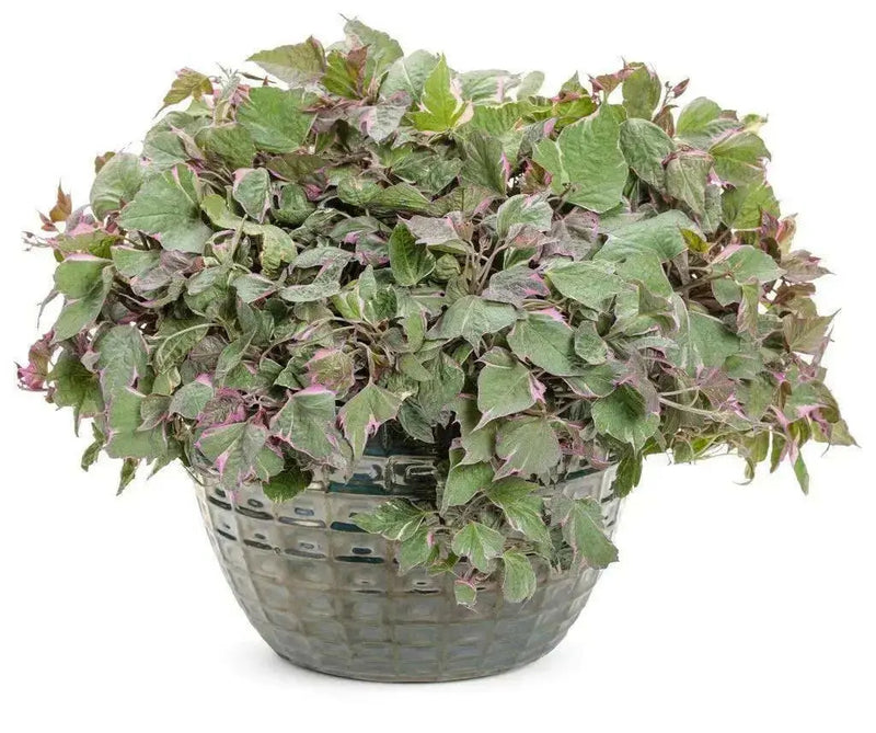 Sweet potato vine ipomoea tricolor,(LIVE STARTER PLANT) - Caribbean garden seed