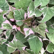 Sweet potato vine ipomoea tricolor,(LIVE STARTER PLANT) - Caribbean garden seed
