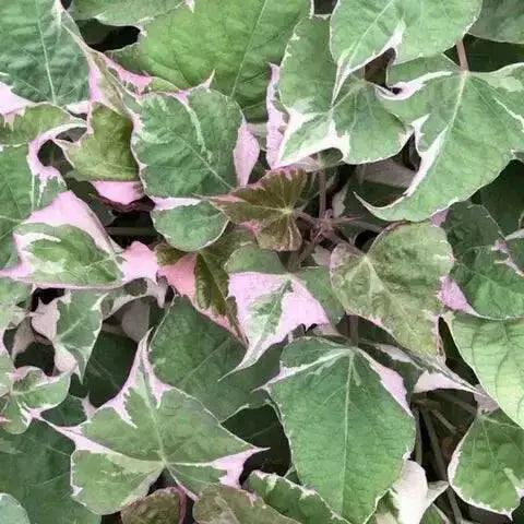 Sweet potato vine ipomoea tricolor,(LIVE STARTER PLANT) - Caribbean garden seed