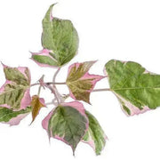 Sweet potato vine ipomoea tricolor,(LIVE STARTER PLANT) - Caribbean garden seed