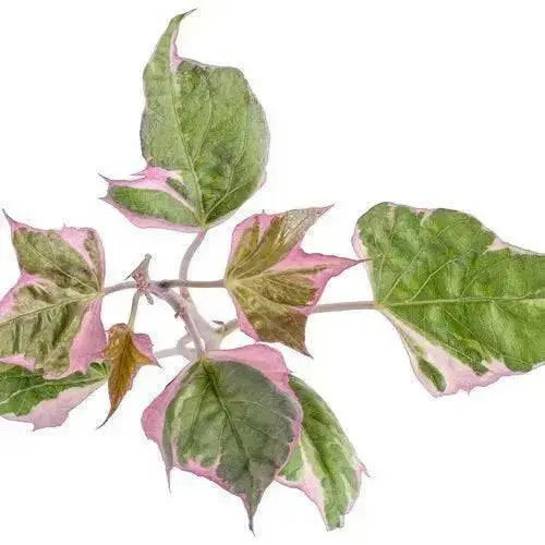 Sweet potato vine ipomoea tricolor,(LIVE STARTER PLANT) - Caribbean garden seed