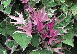 Sweet potato vine ipomoea tricolor,(LIVE STARTER PLANT) - Caribbean garden seed