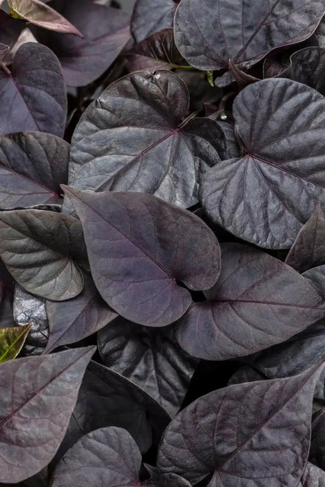 sweet potato vine ,ipomoea BLACK, (LIVE STARTER PLANT) - Caribbean garden seed