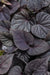 sweet potato vine ,ipomoea BLACK, (LIVE STARTER PLANT) - Caribbean garden seed