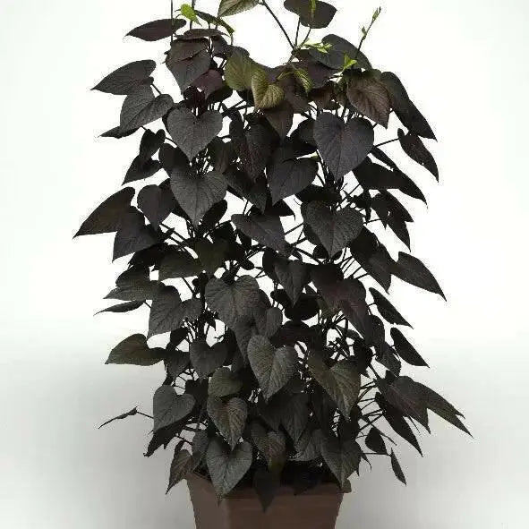 sweet potato vine ,ipomoea BLACK, (LIVE STARTER PLANT) - Caribbean garden seed