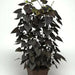 sweet potato vine ,ipomoea BLACK, (LIVE STARTER PLANT) - Caribbean garden seed
