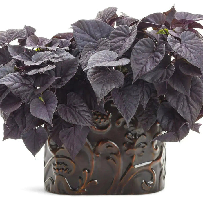 sweet potato vine ,ipomoea BLACK, (LIVE STARTER PLANT) - Caribbean garden seed