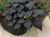 sweet potato vine ,ipomoea BLACK, (LIVE STARTER PLANT) - Caribbean garden seed