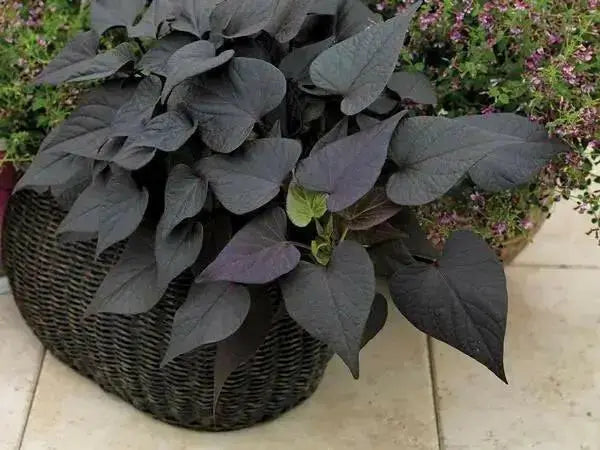 sweet potato vine ,ipomoea BLACK, (LIVE STARTER PLANT) - Caribbean garden seed