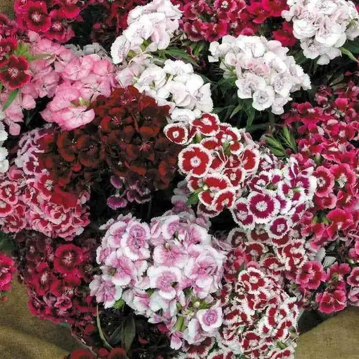 Sweet William Mix,Dianthus , perennial FLOWERS Seed - Caribbean garden seed