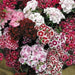 Sweet William Mix,Dianthus , perennial FLOWERS Seed - Caribbean garden seed