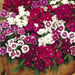 Sweet William Mix,Dianthus , perennial FLOWERS Seed - Caribbean garden seed