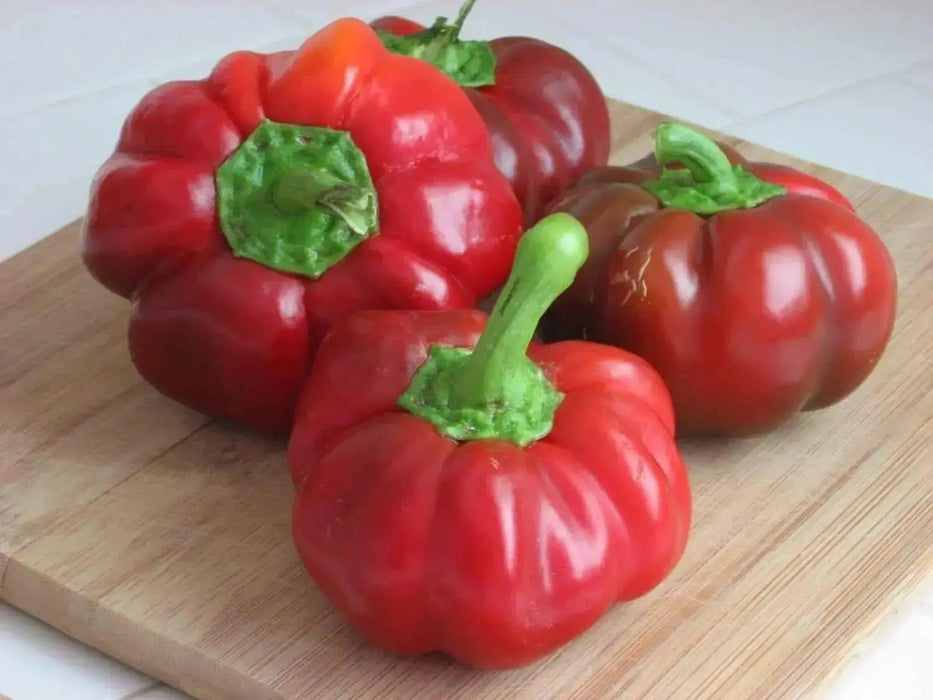 Sweet PIMENTO, Pepper seeds, Capsicum annuum - Caribbean garden seed