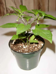 Sweet PIMENTO, Pepper seeds, Capsicum annuum - Caribbean garden seed