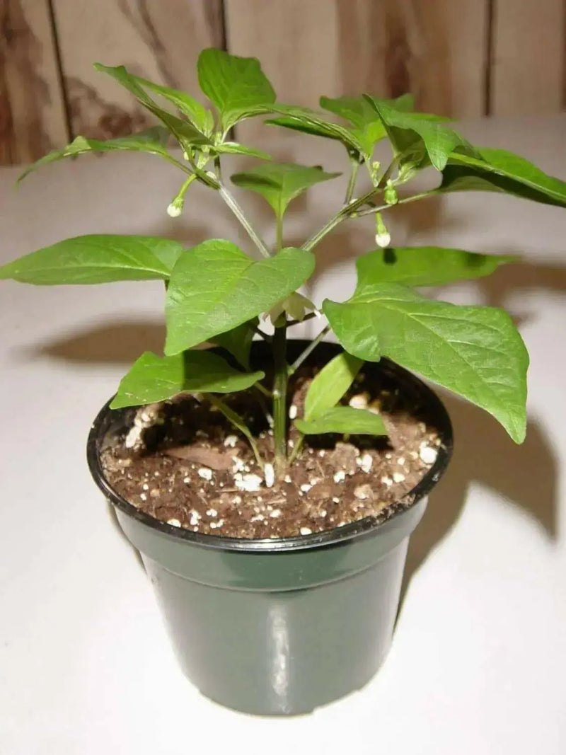 Sweet PIMENTO, Pepper seeds, Capsicum annuum - Caribbean garden seed