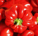 Sweet PIMENTO, Pepper seeds, Capsicum annuum - Caribbean garden seed