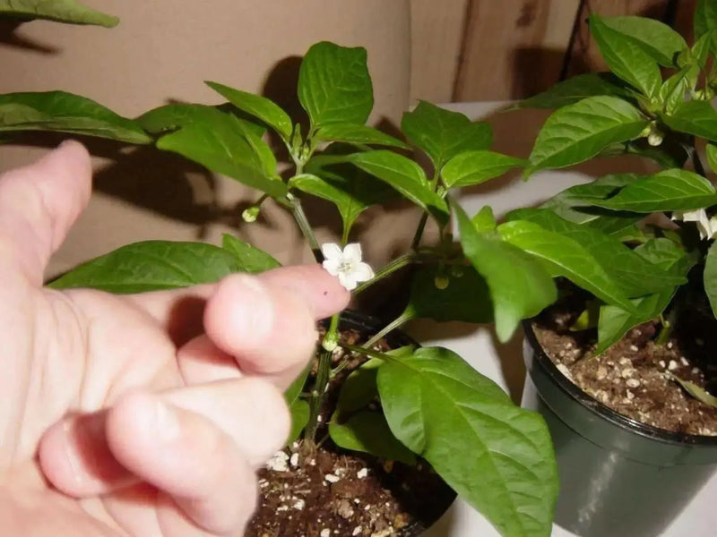 Sweet PIMENTO, Pepper seeds, Capsicum annuum - Caribbean garden seed