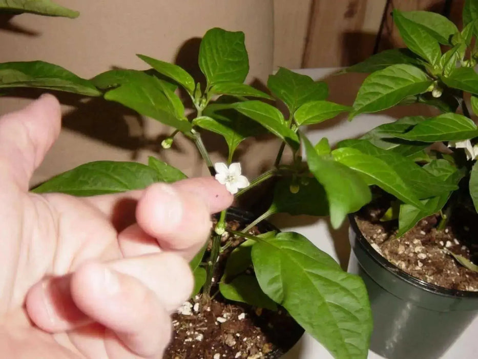 Sweet PIMENTO, Pepper seeds, Capsicum annuum - Caribbean garden seed