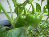 Sweet PIMENTO, Pepper seeds, Capsicum annuum - Caribbean garden seed