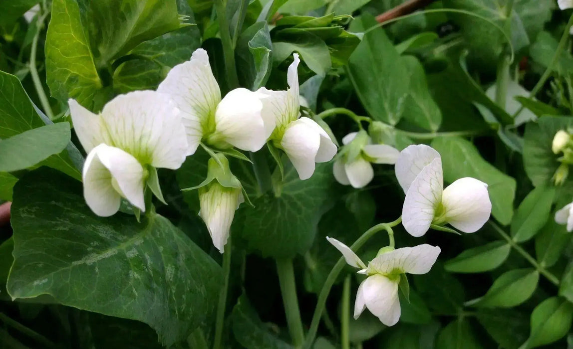 Sweet Peas Seeds - Royal White, ANNUAL VINE - Caribbean garden seed