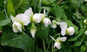 Sweet Peas Seeds - Royal White, ANNUAL VINE - Caribbean garden seed