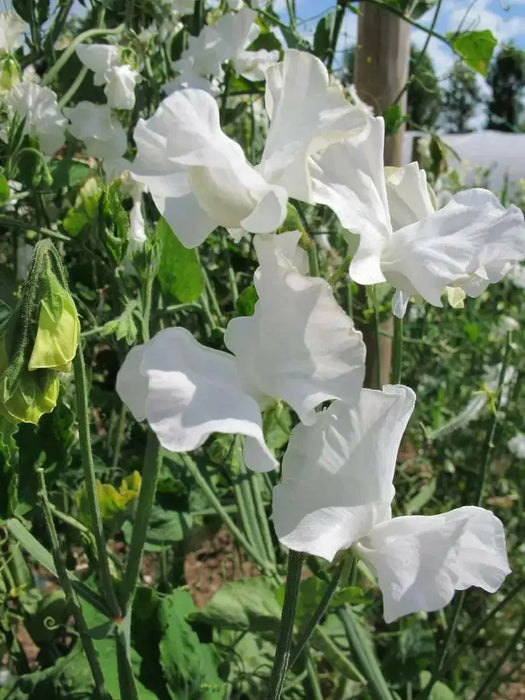 Sweet Peas Seeds - Royal White, ANNUAL VINE - Caribbean garden seed