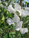 Sweet Peas Seeds - Royal White, ANNUAL VINE - Caribbean garden seed