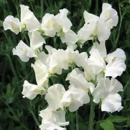 Sweet Peas Seeds - Royal White, ANNUAL VINE - Caribbean garden seed