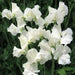 Sweet Peas Seeds - Royal White, ANNUAL VINE - Caribbean garden seed